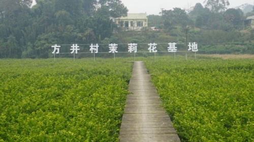 【乡村振兴】四川犍为:培塑“雁阵”“农村家庭能人”领头“高飞”