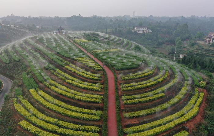 第11届四川国际茶博会开幕!宜宾市31家茶企组团亮相,擦亮茶业强市金字招牌