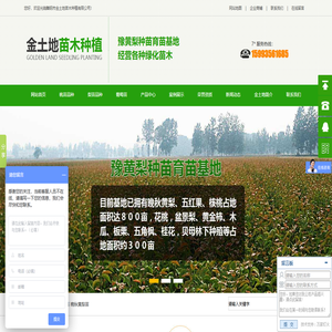 河南晚秋黄梨苗