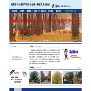 安徽省砀山县伟华银杏绿化苗木种植专业合作社(安徽银杏绿化苗木供应商